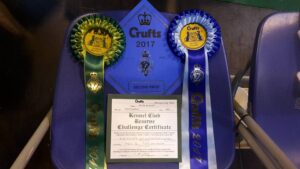 Coccarda Crufts - Bull's Angel