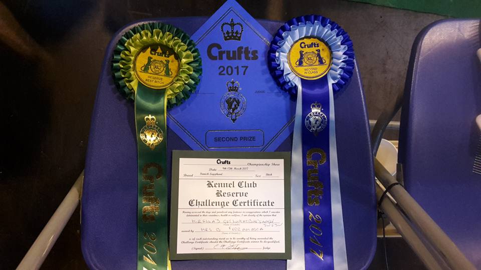 Coccarda Crufts - Bull's Angel
