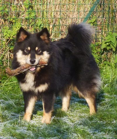 Colori Lapinkoira | Bull's Angel - Allevamento Lapinkoira - Norsk Elghund Grey
