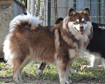 Colori Lapinkoira - Marrone Focato | Bull's Angel - Allevamento Lapinkoira - Norsk Elghund Grey