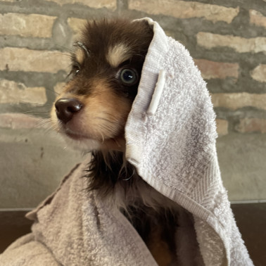 Colori e Toelettatura Lapinkiora | Bull's Angel - Allevamento Lapinkoira - Norsk Elghund Grey