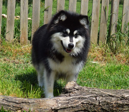 Come Lavoriamo | Bull's Angel - Allevamento Lapinkoira - Norsk Elghund Grey