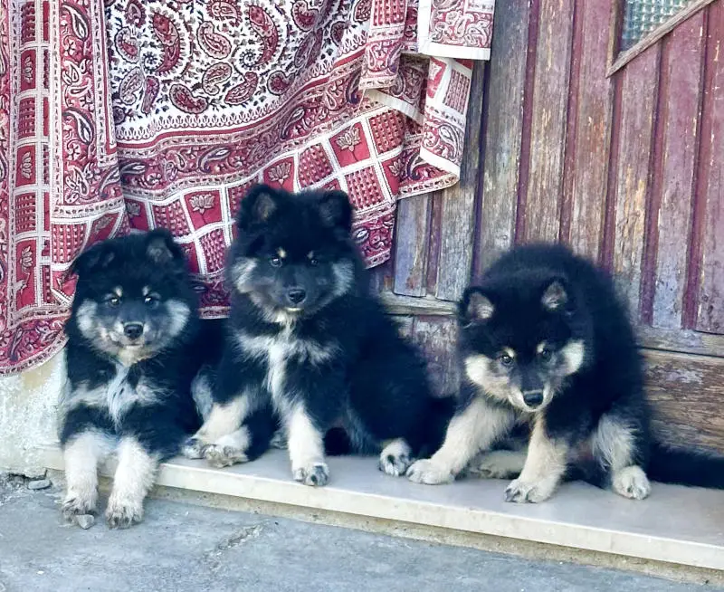 Cuccioli Lapinkoira | Bull's Angel - Allevamento Lapinkoira - Norsk Elghund Grey