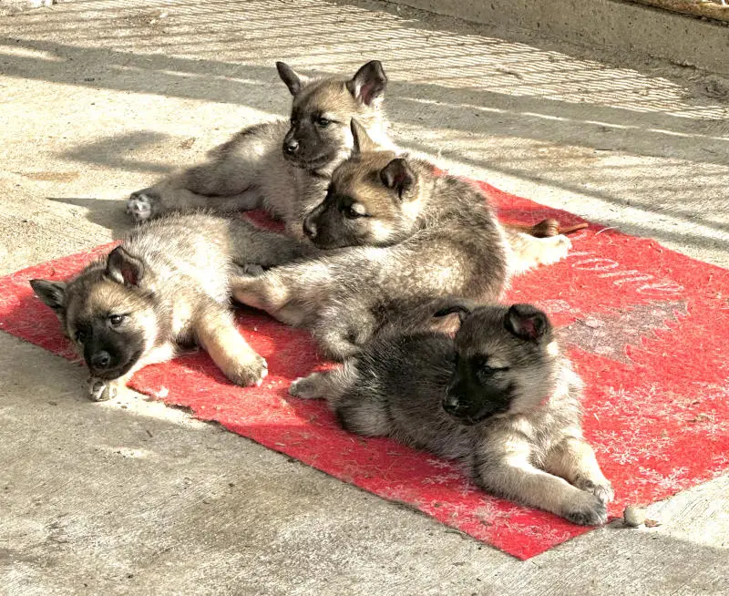 Cuccioli Norsk Elghund Grey | Bull's Angel - Allevamento Lapinkoira - Norsk Elghund Grey