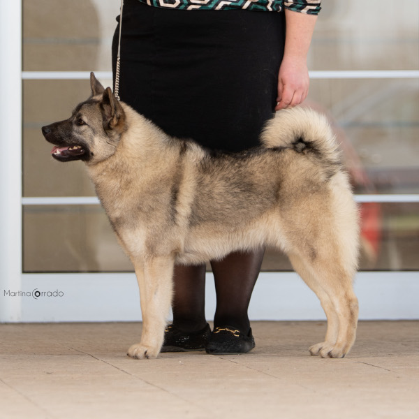 Dory of Bull's Angel | Bull's Angel - Allevamento Lapinkoira - Norsk Elghund Grey