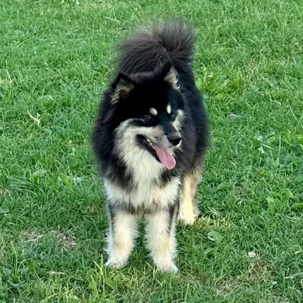 Kelin of Bull's Angel | Bull's Angel - Allevamento Lapinkoira - Norsk Elghund Grey