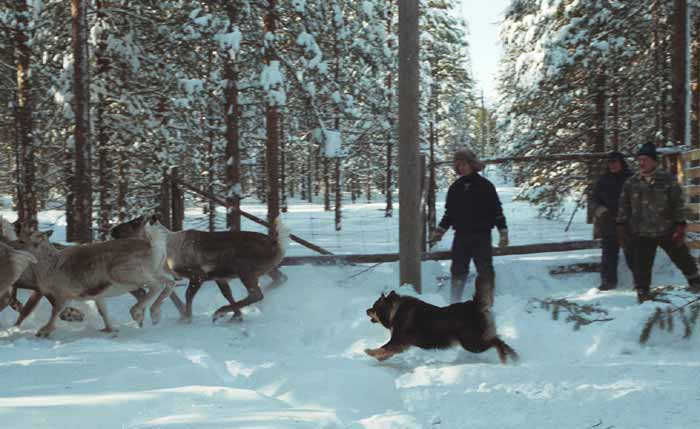 Lapinkoira - Origini Lapinkoira | | Bull's Angel - Allevamento Lapinkoira - Norsk Elghund Grey