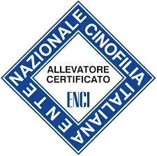 Loco ENCI Allevatore Certificato Esteso | Bull's Angel - Allevamento Lapinkoira - Norsk Elghund Grey