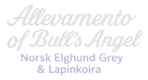 Logo - of Bull's Angel | Allevamento Lapinkooira - Norsk Elghund Grey