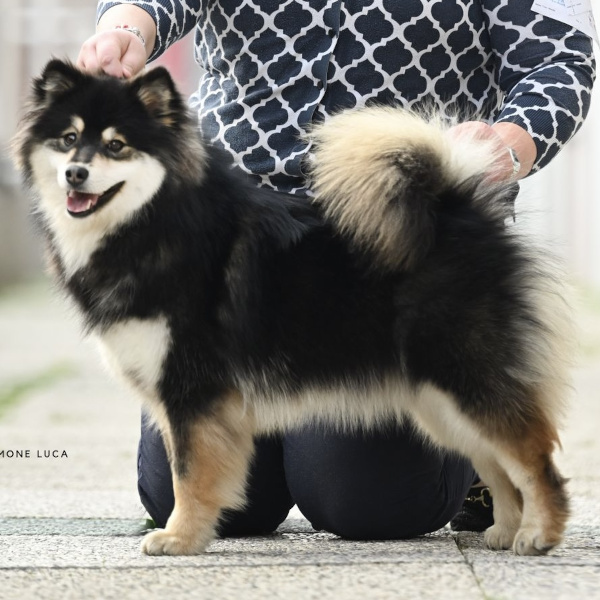 Milly of Bull's Angel | Bull's Angel - Allevamento Lapinkoira - Norsk Elghund Grey