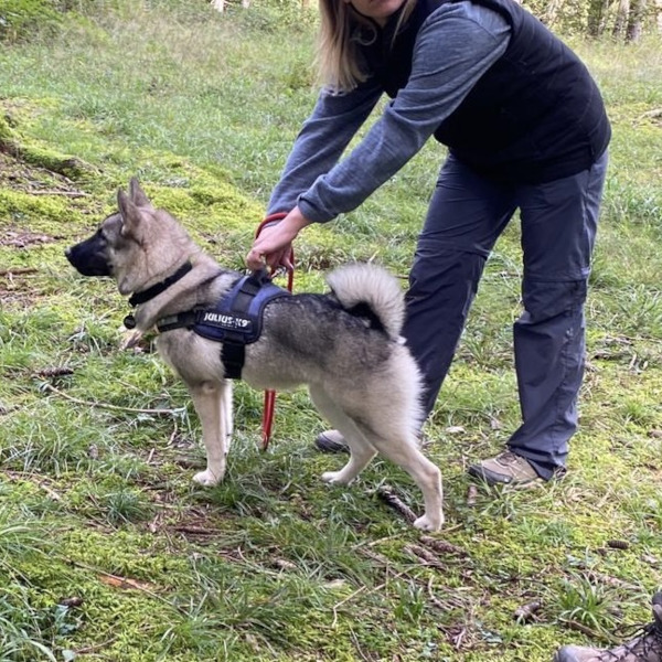 Norsk Educazione | Bull's Angel - Allevamento Lapinkoira - Norsk Elghund Grey