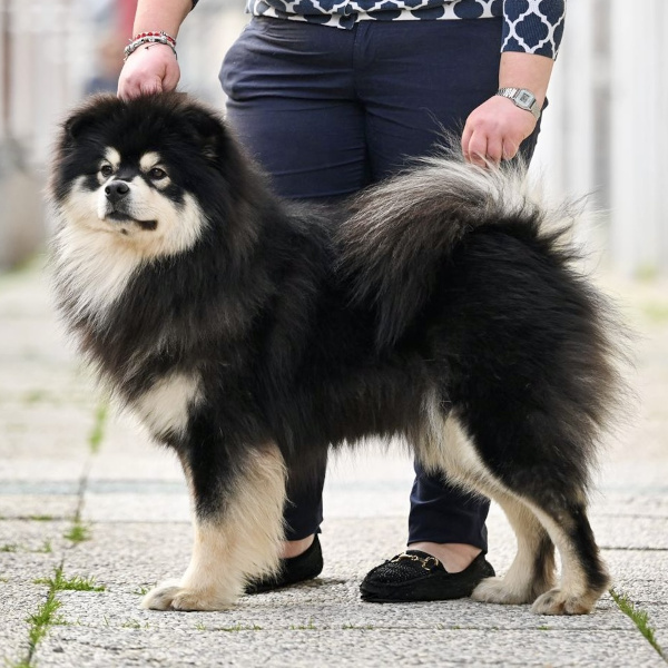 Tatanka of Bull's Angel | Bull's Angel - Allevamento Lapinkoira - Norsk Elghund Grey