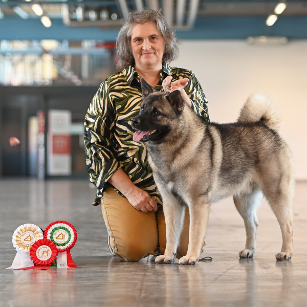 Vik of Bull's Angel | Bull's Angel - Allevamento Lapinkoira - Norsk Elghund Grey