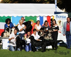 Gradisca Gruppo | Bull's Angel - Allevamento Lapinkoira - Norsk Elghund Grey