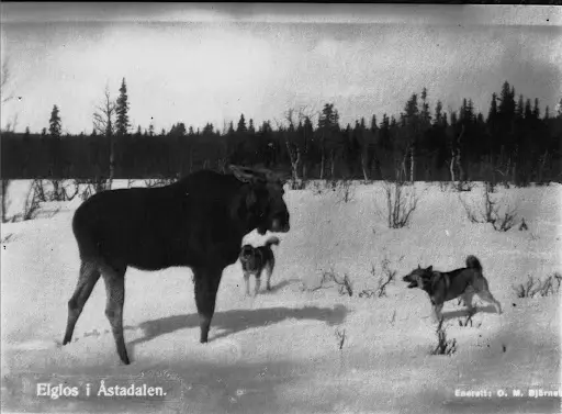 Norsk Elghund Grey - Informazioni | Bull's Angel - Allevamento Lapinkoira - Norsk Elghund Grey