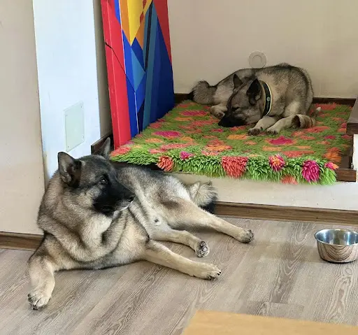 Norsk Elghund Grey - Informazioni | Bull's Angel - Allevamento Lapinkoira - Norsk Elghund Grey