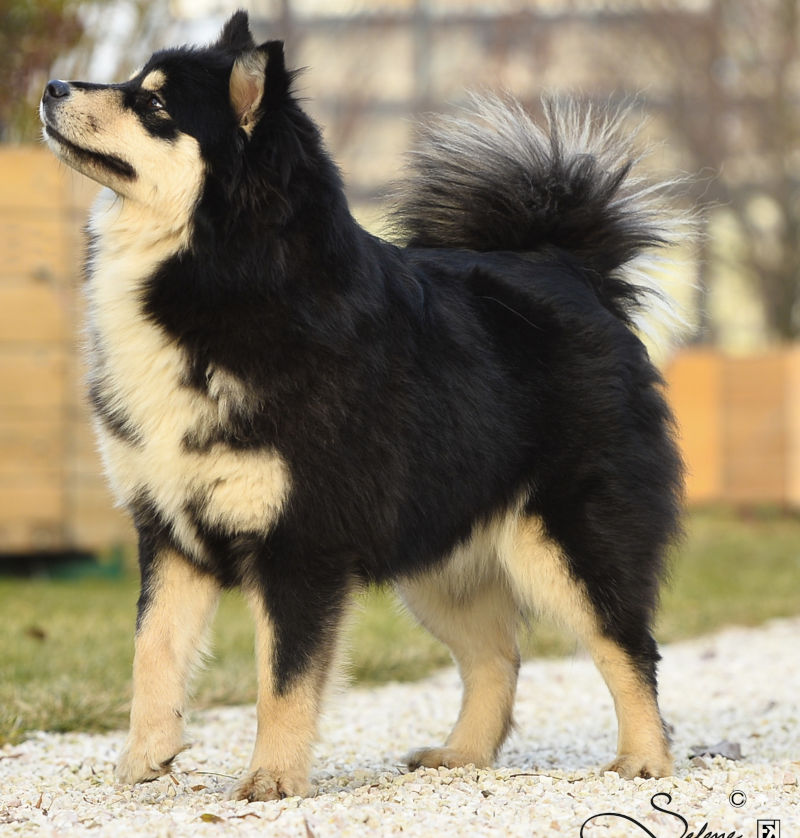 Aegirsson Napapiirin Revontoli - Magìa | Bull's Angel - Allevamento Lapinkoira - Norsk Elghund Grey
