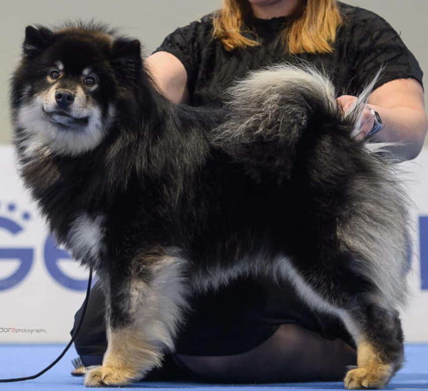 Aegirsson Rajah - Mocho | Bull's Angel - Allevamento Lapinkoira - Norsk Elghund Grey