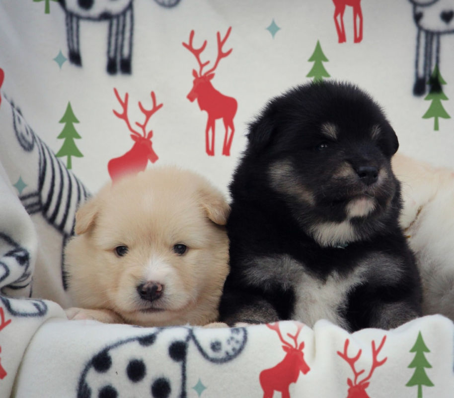 Cuccioli Lapinkoira - of Bull's Angel