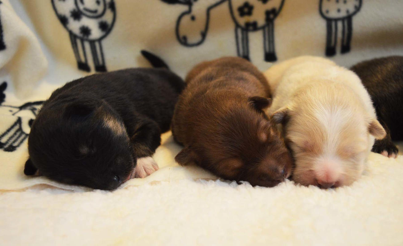 Cuccioli Lapinkoira - of Bull's Angel