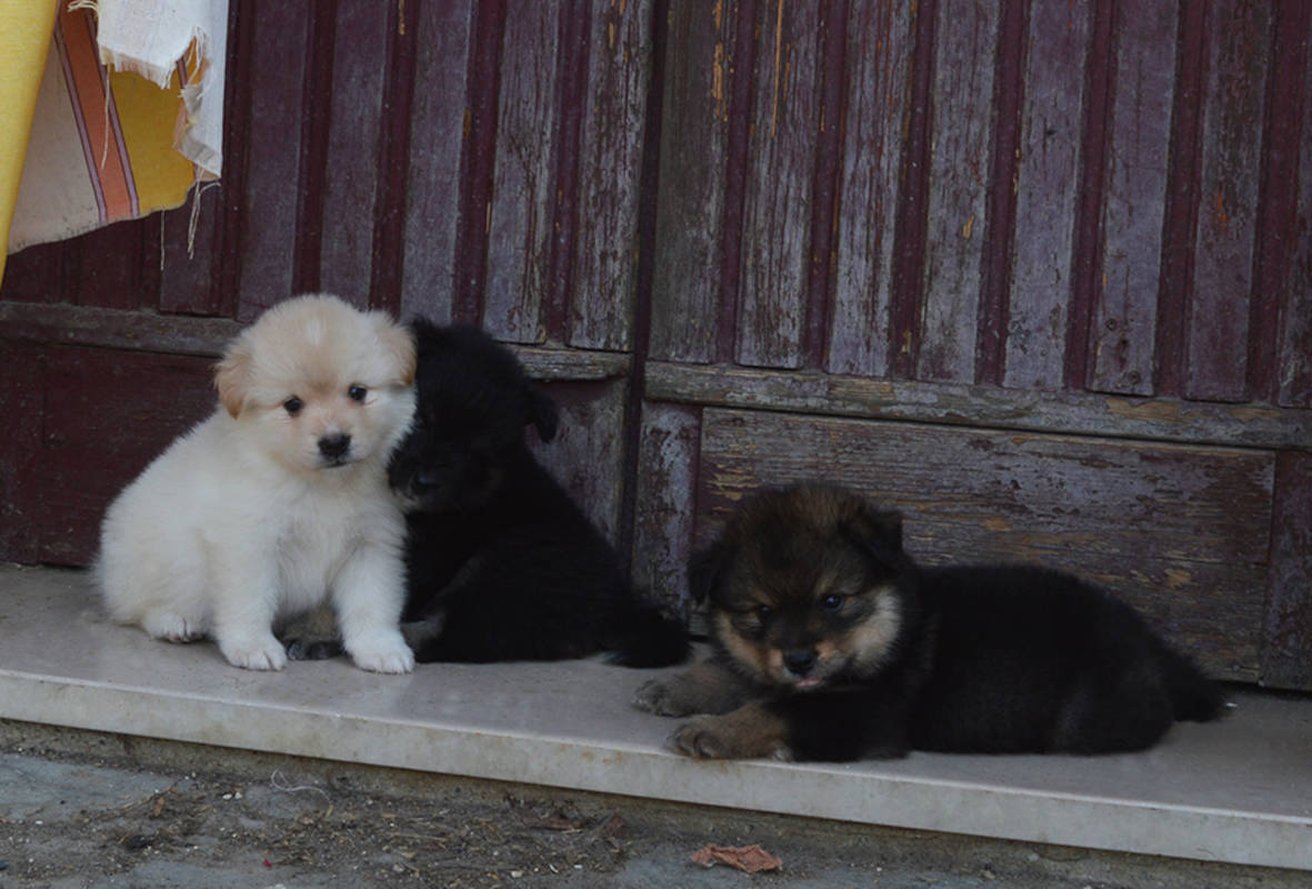 Cuccioli Lapinkoira - of Bull's Angel