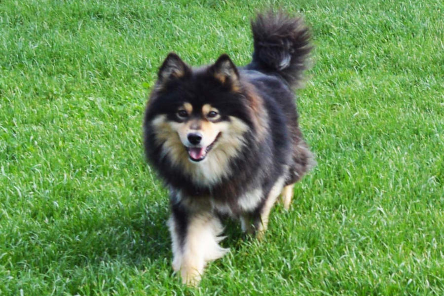 Enelye of Bull’s Angel - Elen | Bull's Angel - Allevamento Lapinkoira - Norsk Elghund Grey