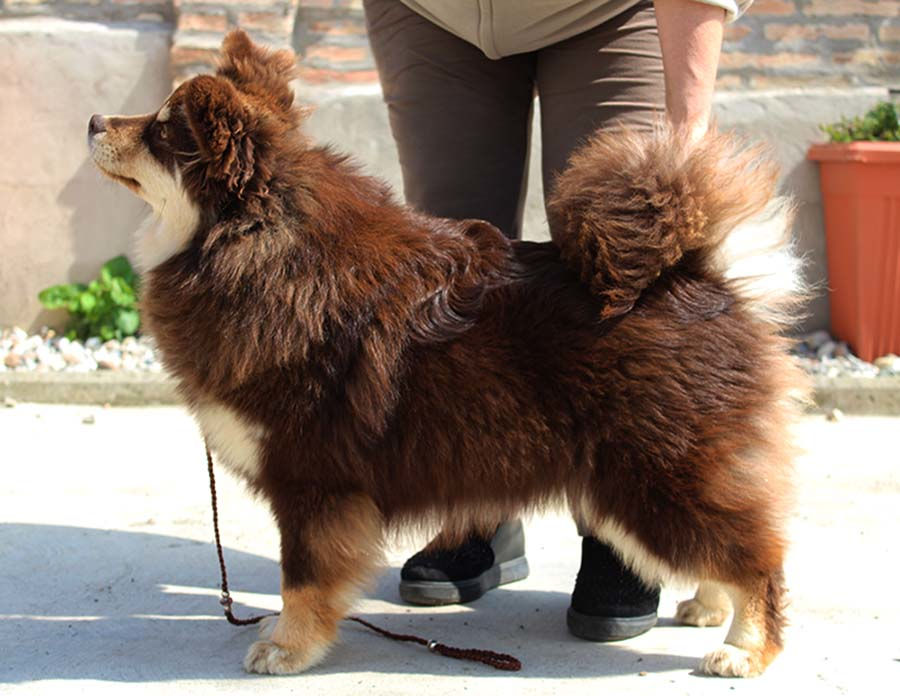 Fantaghirò of Bull’s Angel - Fanta | Bull's Angel - Allevamento Lapinkoira - Norsk Elghund Grey