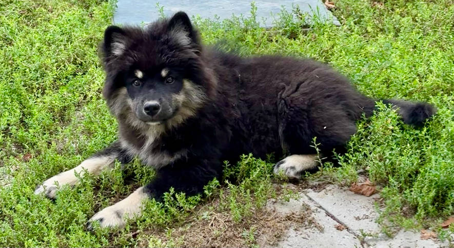 Findo - Cucciolo di Lapinkoira | Bull's Angel - Allevamento Lapinkoira - Norsk Elghund Grey