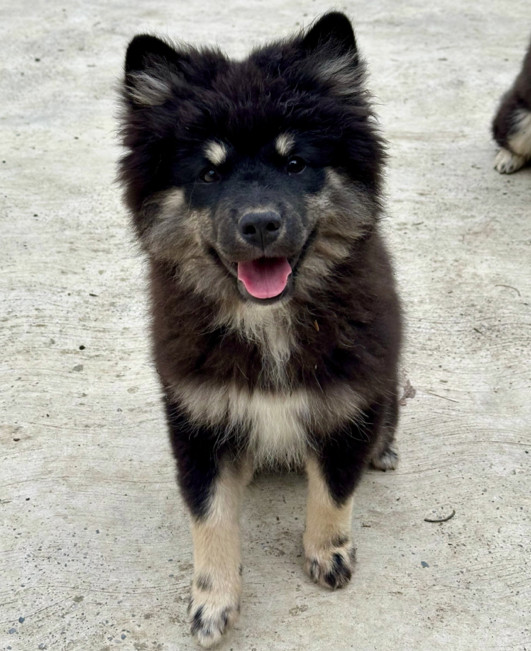 Findo - Cucciolo di Lapinkoira | Bull's Angel - Allevamento Lapinkoira - Norsk Elghund Grey