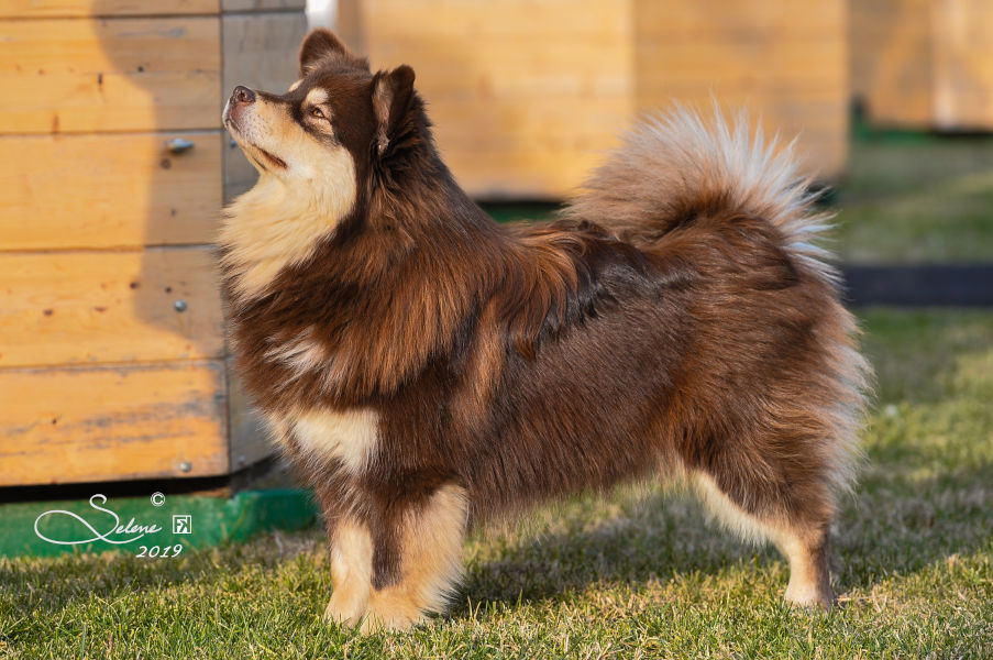 Frodusliekir of Bull’s Angel - Frodo | Bull's Angel - Allevamento Lapinkoira - Norsk Elghund Grey