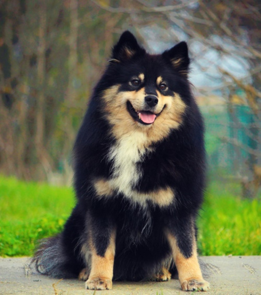 Humppila Aslak at B.A. of Arctic Cobaka - Aki | Bull's Angel - Allevamento Lapinkoira - Norsk Elghund Grey