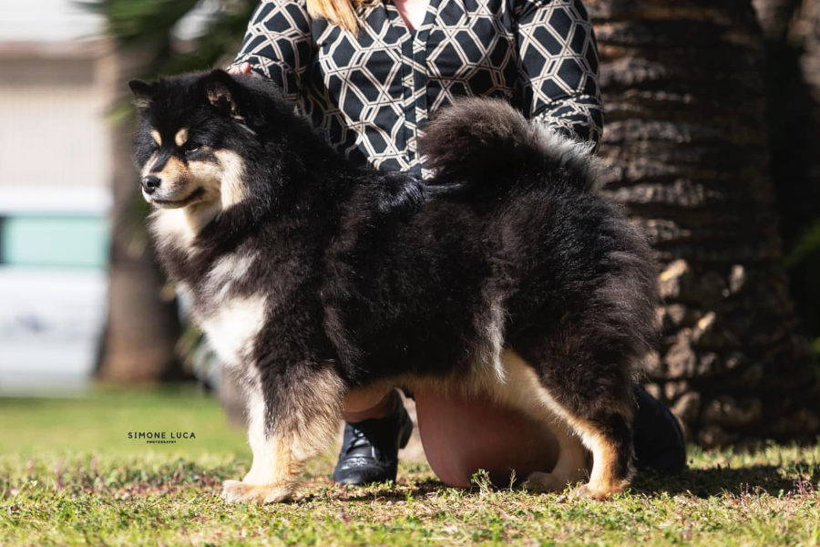 Kamomilla of Bull’s Angel - Momy | Bull's Angel - Allevamento Lapinkoira - Norsk Elghund Grey