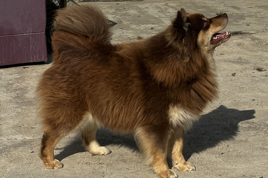 Korvapuusti of Bull’s Angel - Ceres | | Allevamento Lapinkoira - Norsk Elghund Grey | | Allevamento Lapinkoira - Norsk Elghund Grey