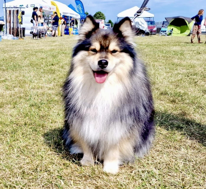 Lapinlumon Caveri - Martìn | Bull's Angel - Allevamento Lapinkoira - Norsk Elghund Grey