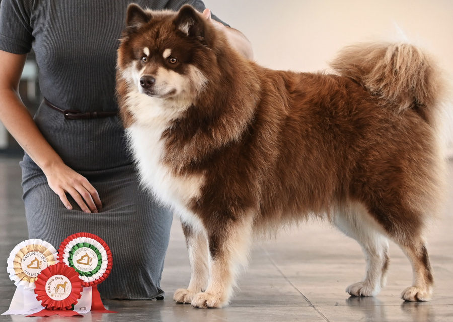 Makkara of Bull’s Angel – Bacon | Bull's Angel - Allevamento Lapinkoira - Norsk Elghund Grey