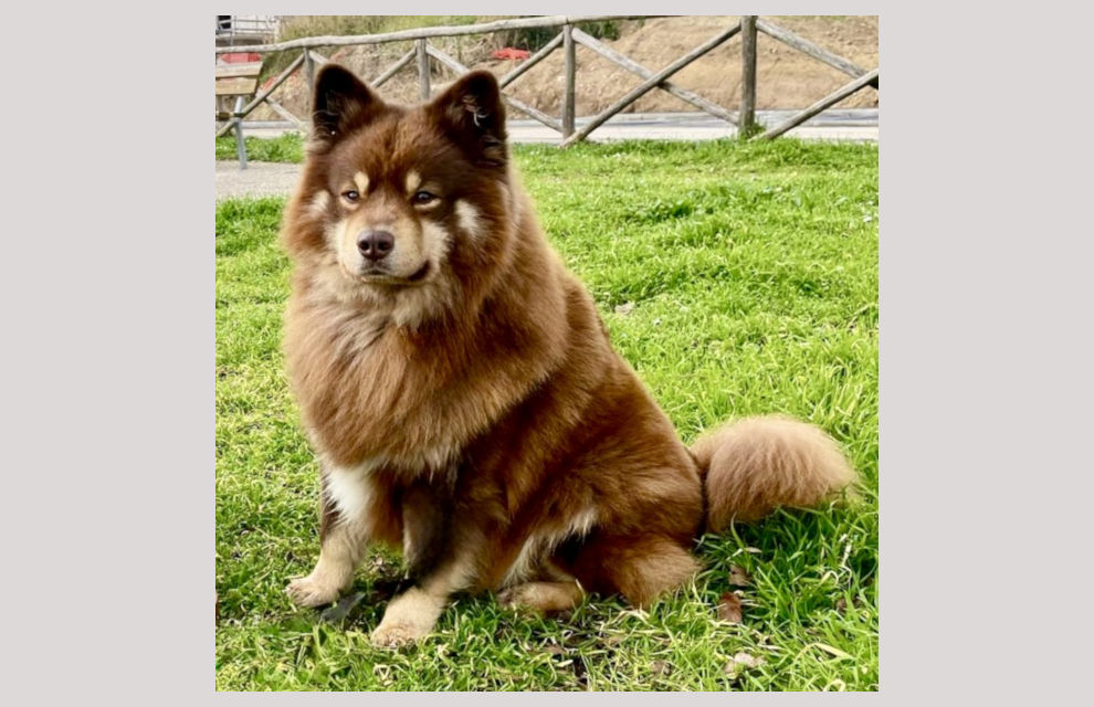 Mc Aslan of Bull’s Angel. - Aslan | Bull's Angel - Allevamento Lapinkoira - Norsk Elghund Grey