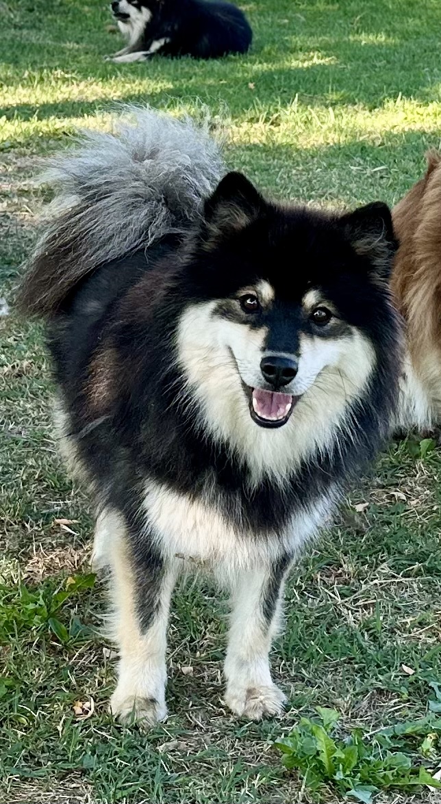 Milly of Bull's Angel | Bull's Angel - Allevamento Lapinkoira - Norsk Elghund Grey