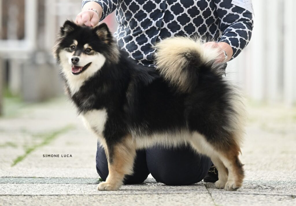 Milly of Bull's Angel | Bull's Angel - Allevamento Lapinkoira - Norsk Elghund Grey