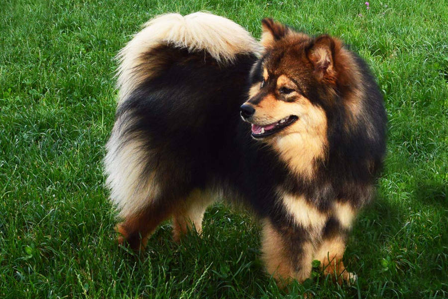 Rockerduck of Bull’s Angel - Rock | Bull's Angel - Allevamento Lapinkoira - Norsk Elghund Grey