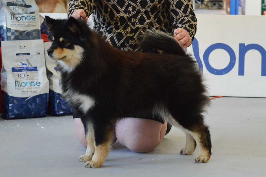 Us Prada of Bull’s Angel - Prada Bull's Angel | Allevamento Lapinkoira - Norsk Elghund Grey