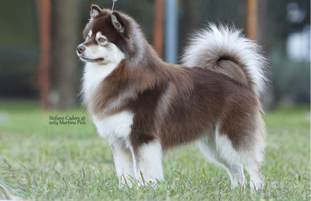 Utah Astor of Bull’s Angel - Astor | Bull's Angel - Allevamento Lapinkoira - Norsk Elghund Grey
