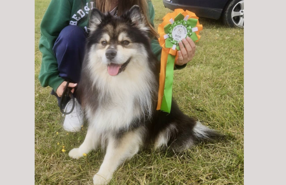 Wiggo Lokaris of Bull’s Angel - Wigo | Bull's Angel - Allevamento Lapinkoira - Norsk Elghund Grey