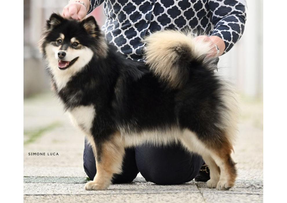 Xipilli of Bull’s Angel - Milly | Bull's Angel - Allevamento Lapinkoira - Norsk Elghund Grey