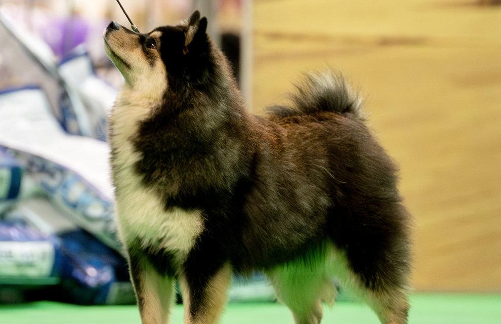 Yogurt of Bull’s Angel - JPrada | Bull's Angel - Allevamento Lapinkoira - Norsk Elghund Grey