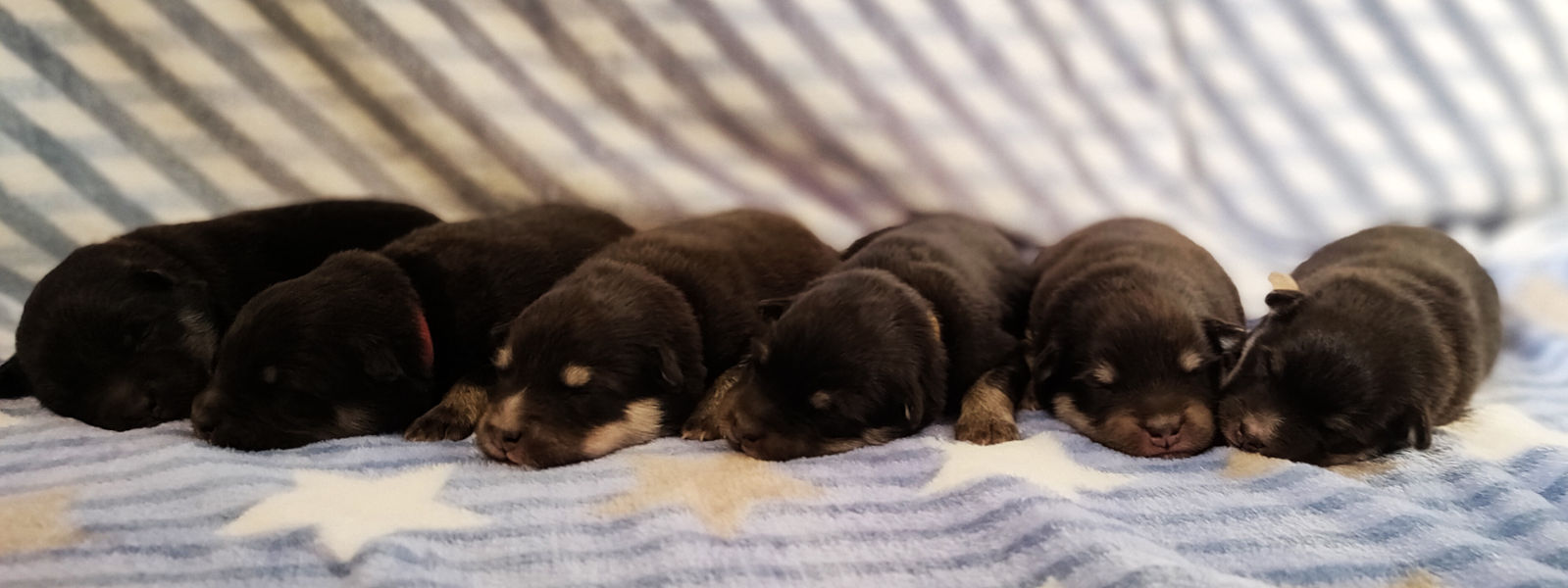 Cuccioli Lapinkoira | Bull's Angel - Allevamento Lapinkoira - Norsk Elghund Grey