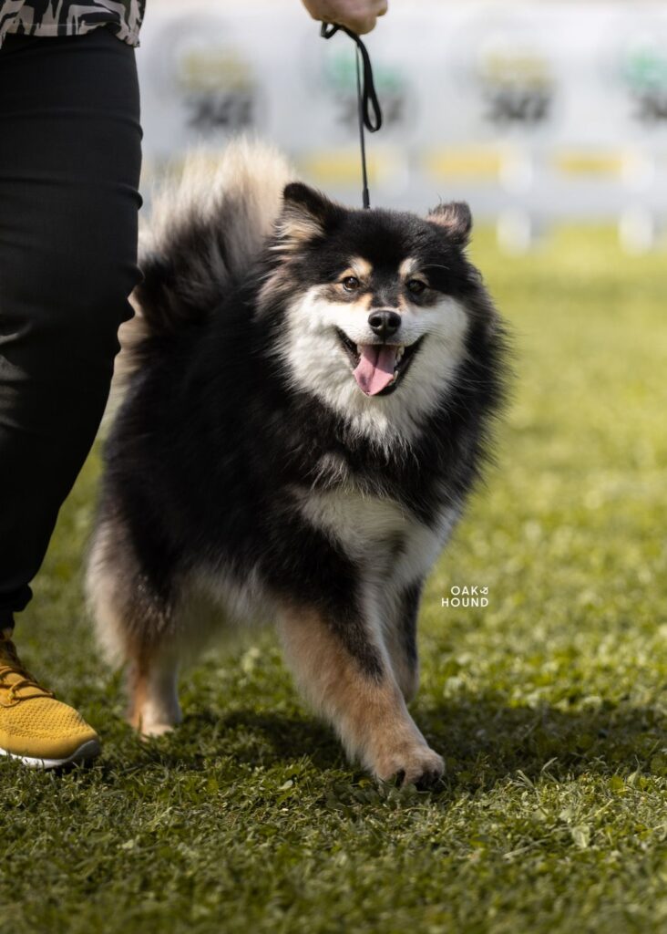 Milly | Bull's Angel - Allevamento Lapinkoira - Norsk Elghund Grey