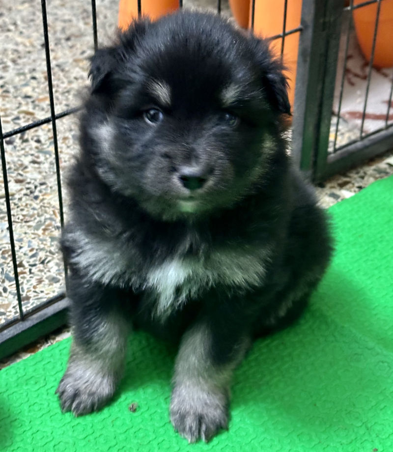 Cuccioli Lapinkoira Gennaio 2026 - Kelin e Tatanka - Bull's Angel