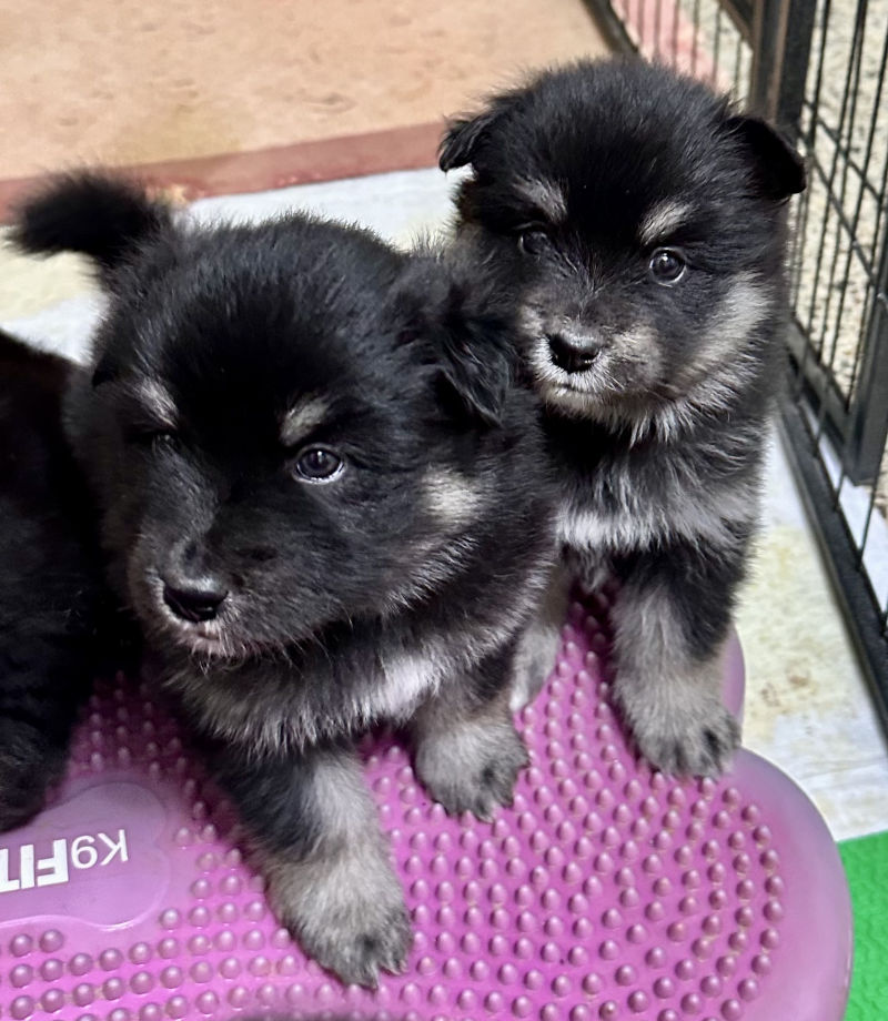 Cuccioli Neri Lapinkoira Gennaio 2026 - Kelin e Tatanka - Bull's Angel